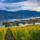 View of Kelowna from an orchard