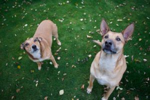 two dogs sitting on the grass in backyard